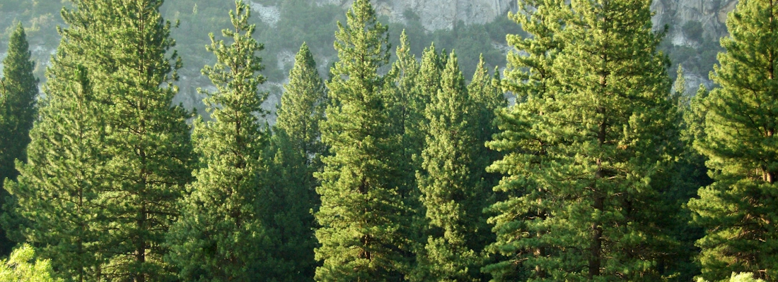 Business Travel Reboot: Climate Impact